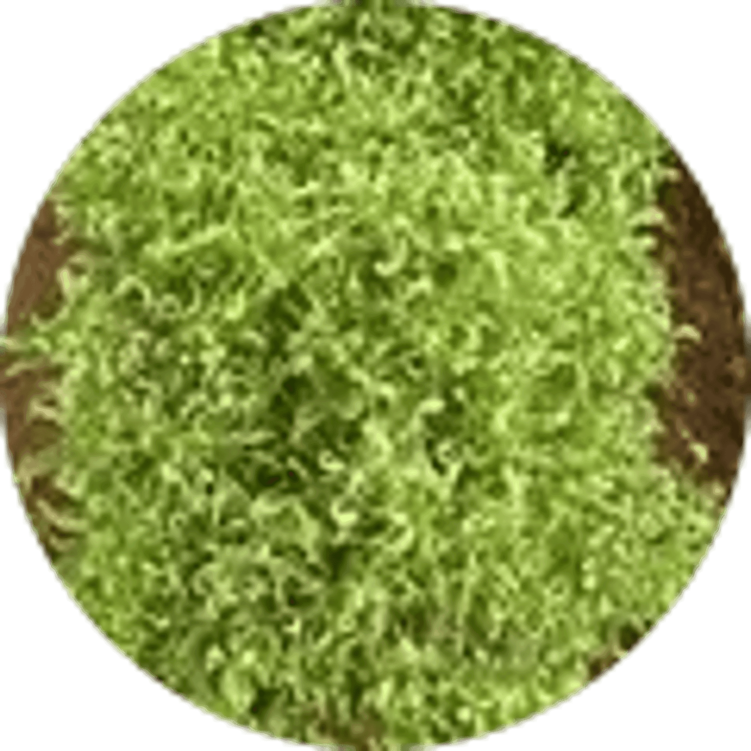 Leaf Curl Virus