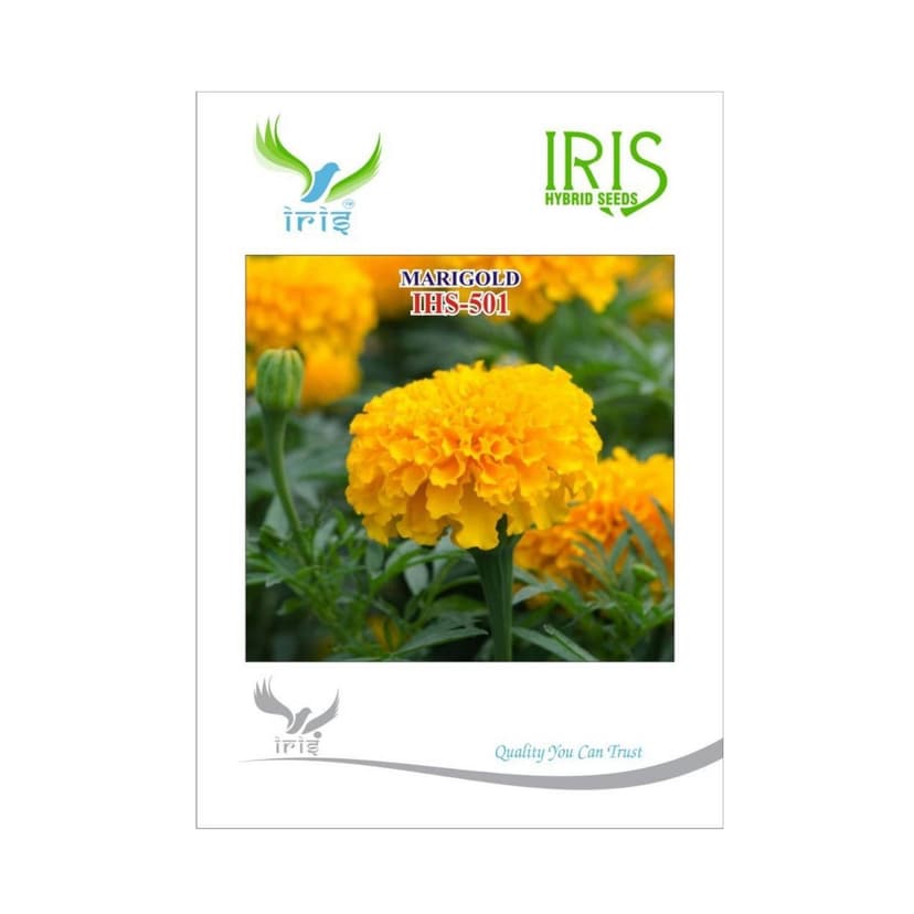 Hybrid Marigold Orange IHS 501 Flower Seeds