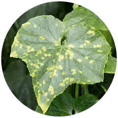 Downy Mildew