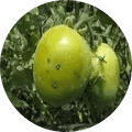 Bacterial Speck / Spot
