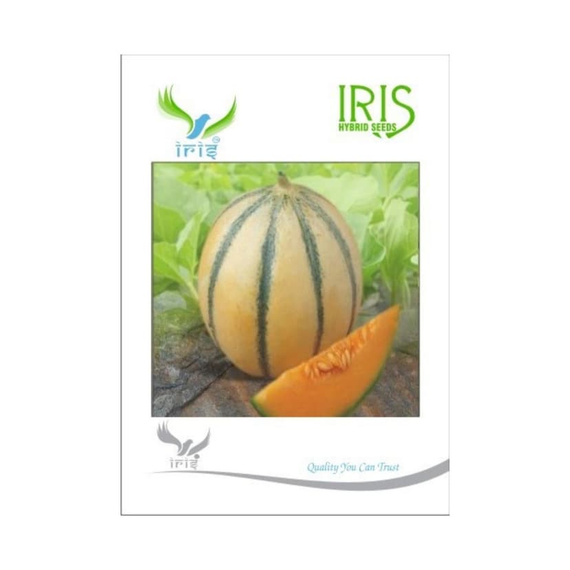 Hybrid Musk Melon Fruit Seeds