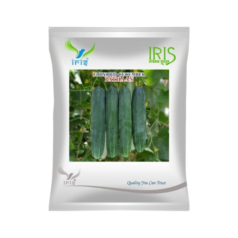 Hybrid Cucumber Pathaan Vegetable Seeds