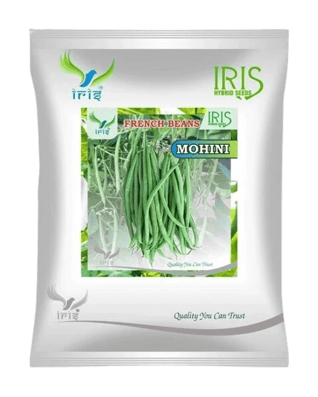 Hybrid French Beans Mohini Vegetable Seeds