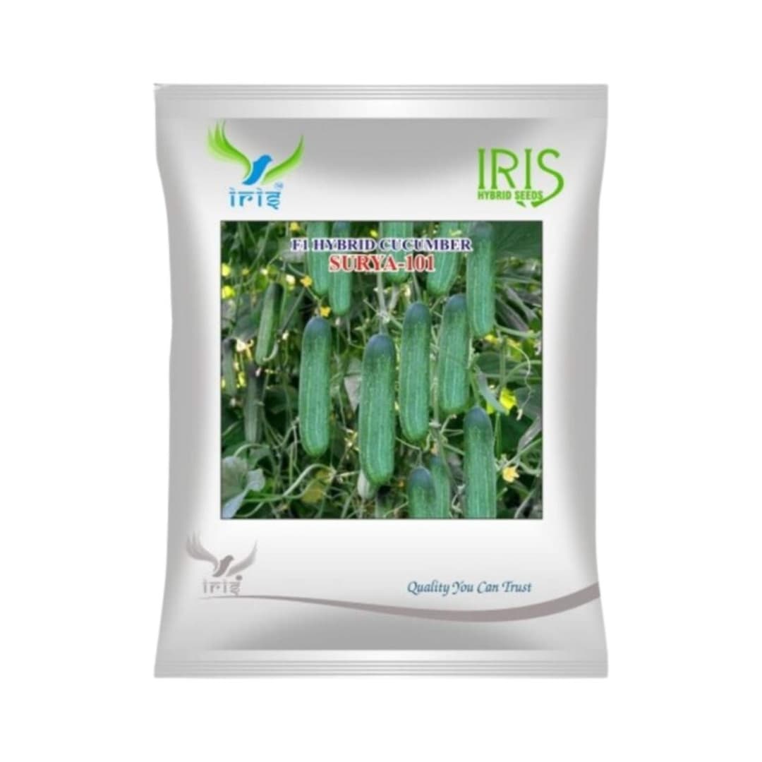 Hybrid Cucumber Surya 101 Vegetable Seeds