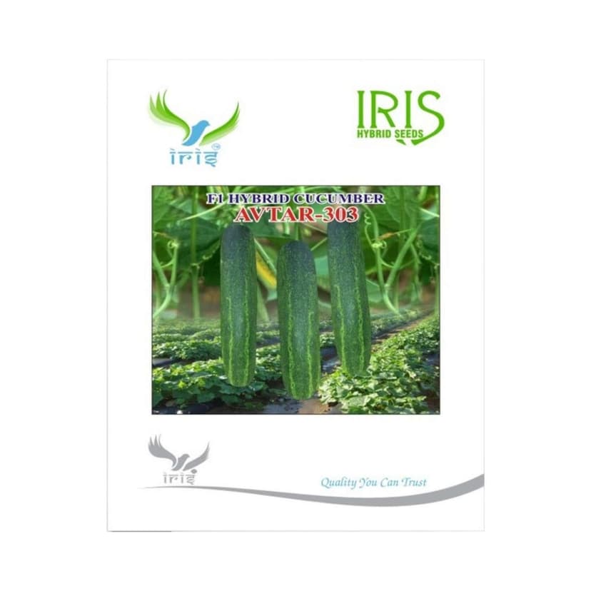 Hybrid Cucumber Avtar 303 Vegetable Seeds