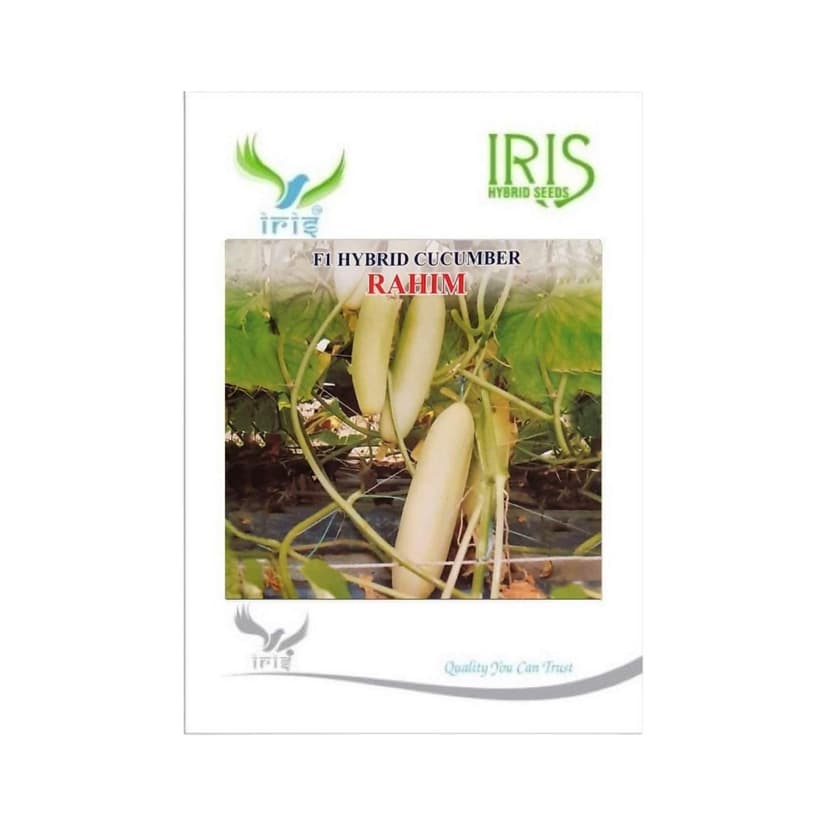 Hybrid Cucumber Rahim Vegetable Seeds