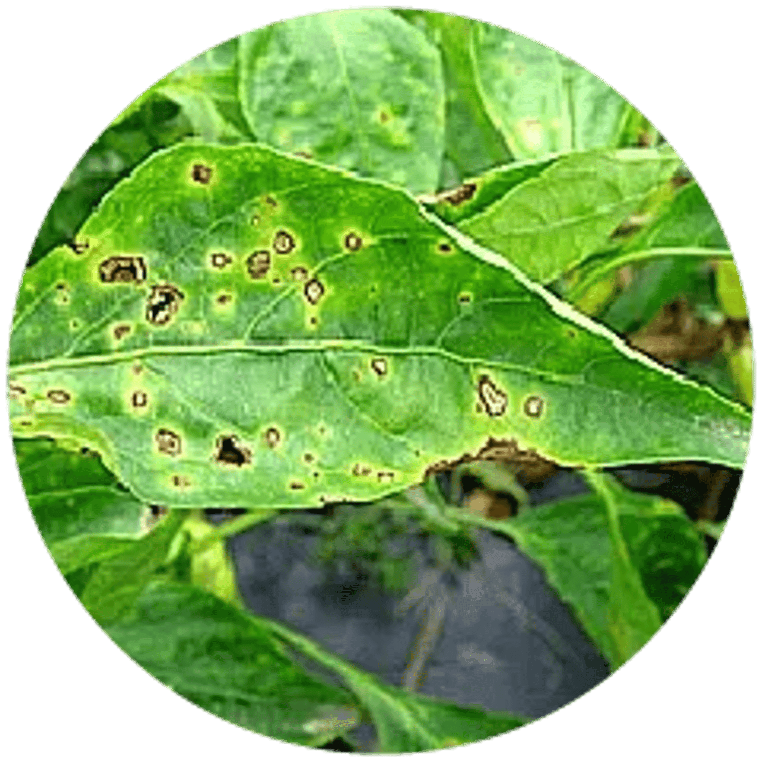 Leaf Spot