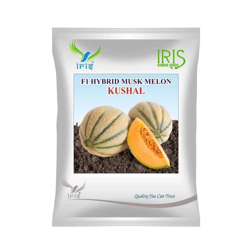 Hybrid Musk Melon Kushal Fruit Seeds