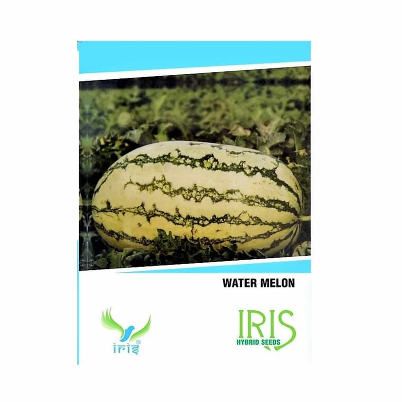 Hybrid Watermelon Fruit Seeds