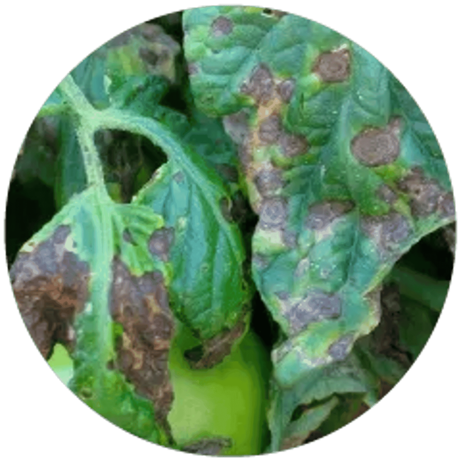 Early Blight