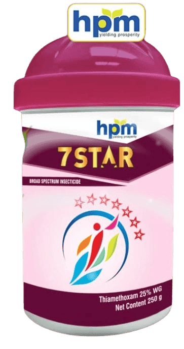 7 Star
