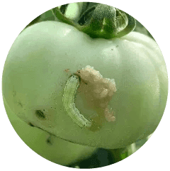 Fruit/Stem Borer