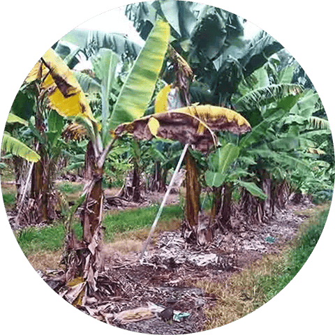 Fusarium wilt Disease