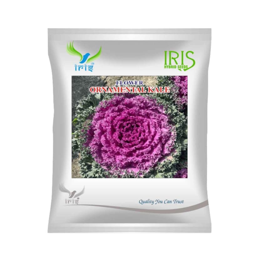 Hybrid Ornamental Kale Flower Seeds 300 seeds