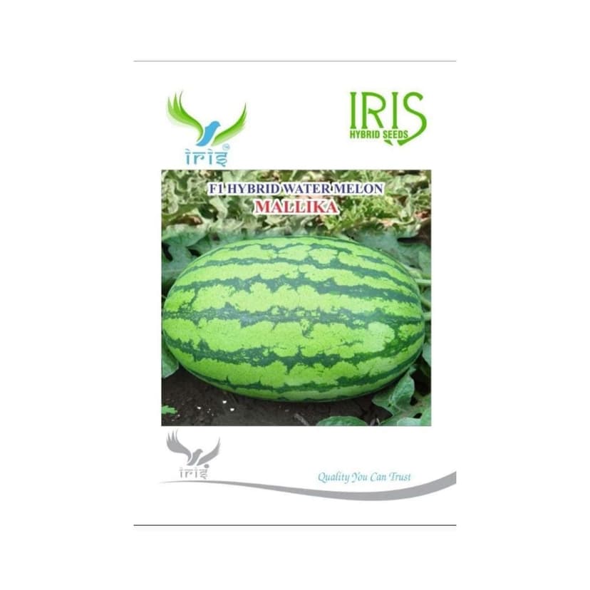 Hybrid Watermelon Mallika Fruit Seeds