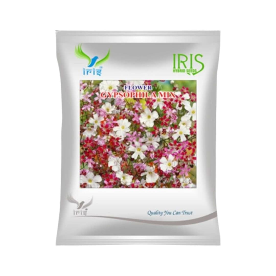 Hybrid Gypsophila Mix Flower Seeds (300 seeds)