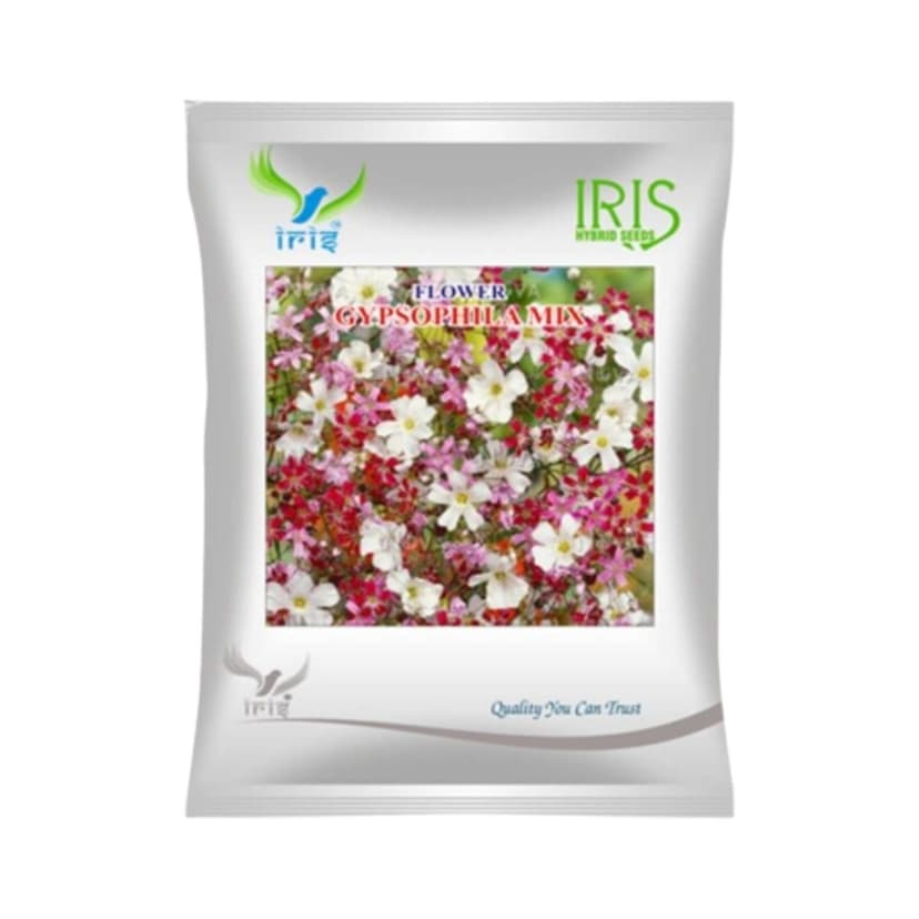 Hybrid Gypsophila Mix Flower Seeds (300 seeds)