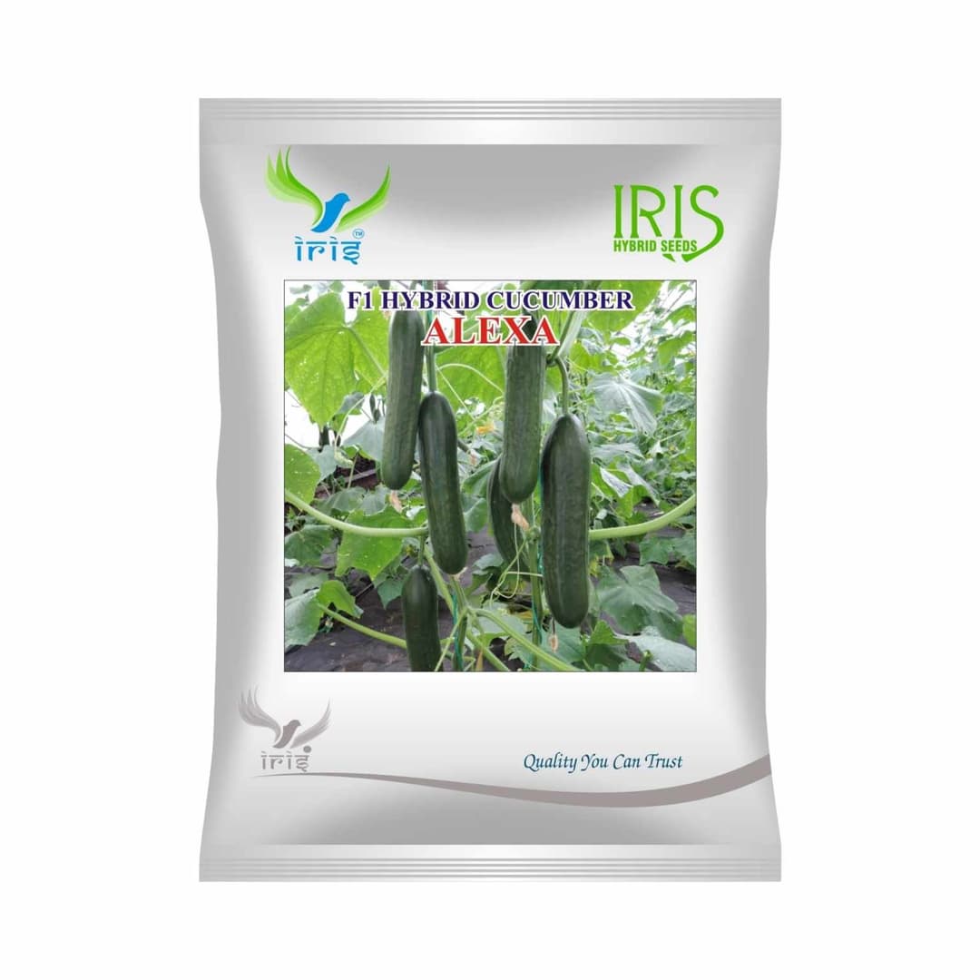 Hybrid Cucumber Alexa Vegetable Seeds