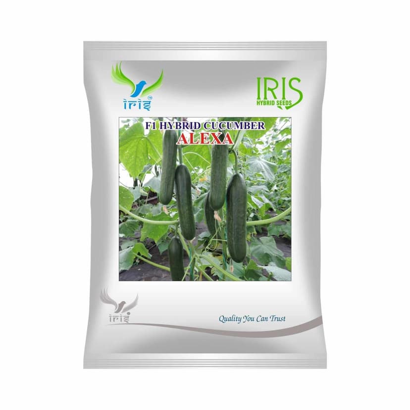 Hybrid Cucumber Alexa Vegetable Seeds