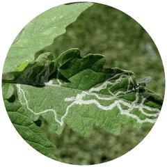 Leaf Miner