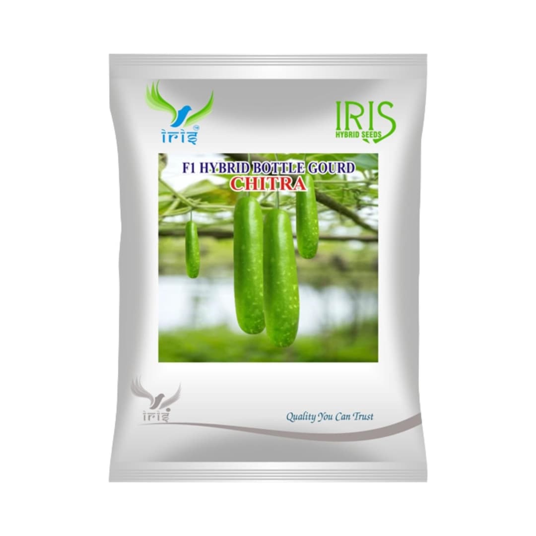 Hybrid Bottle Gourd Chitra Vegetable Seeds