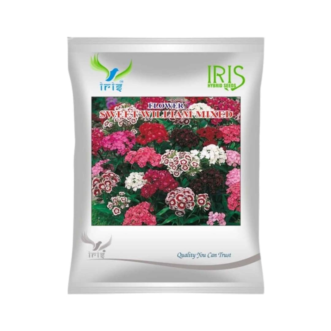 Hybrid Sweet William Mix Flower Seeds (300 Seeds)