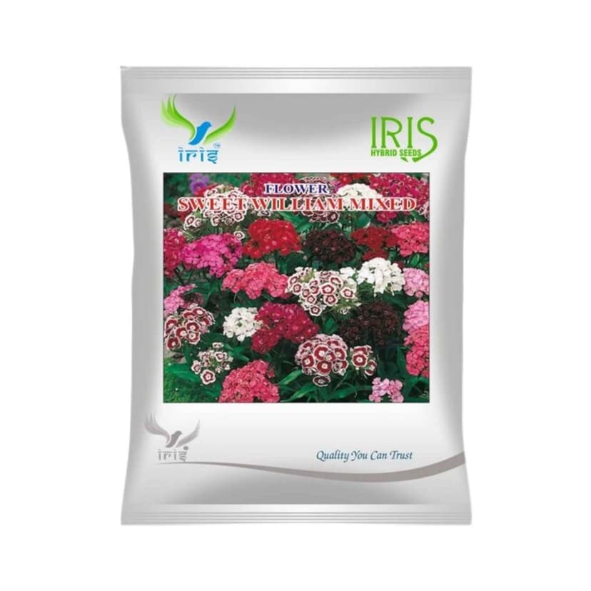 Hybrid Sweet William Mix Flower Seeds (300 Seeds)