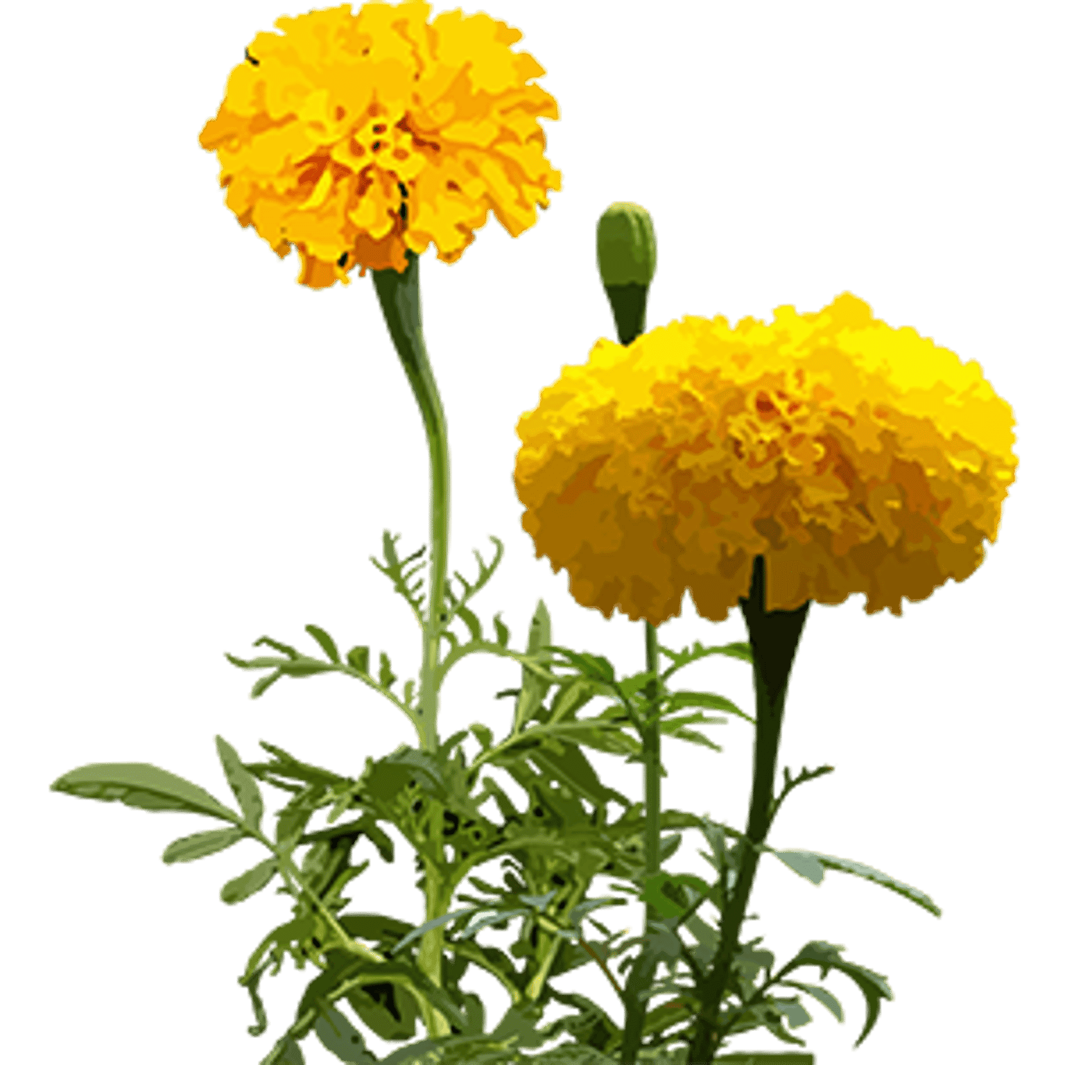 Marigold