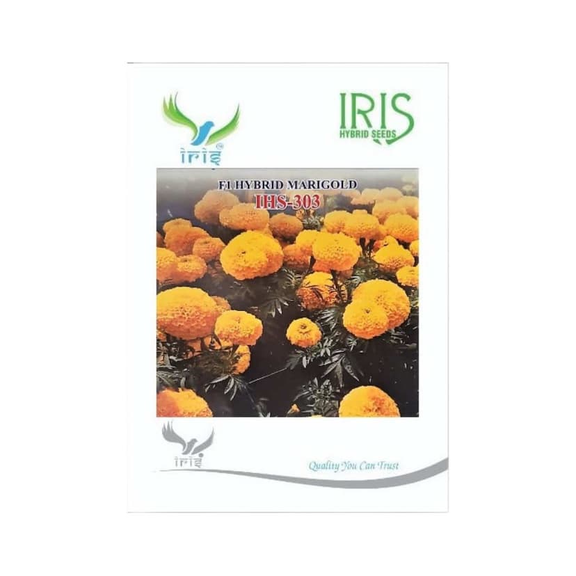 Hybrid Marigold Yellow IHS 303 Flower Seeds