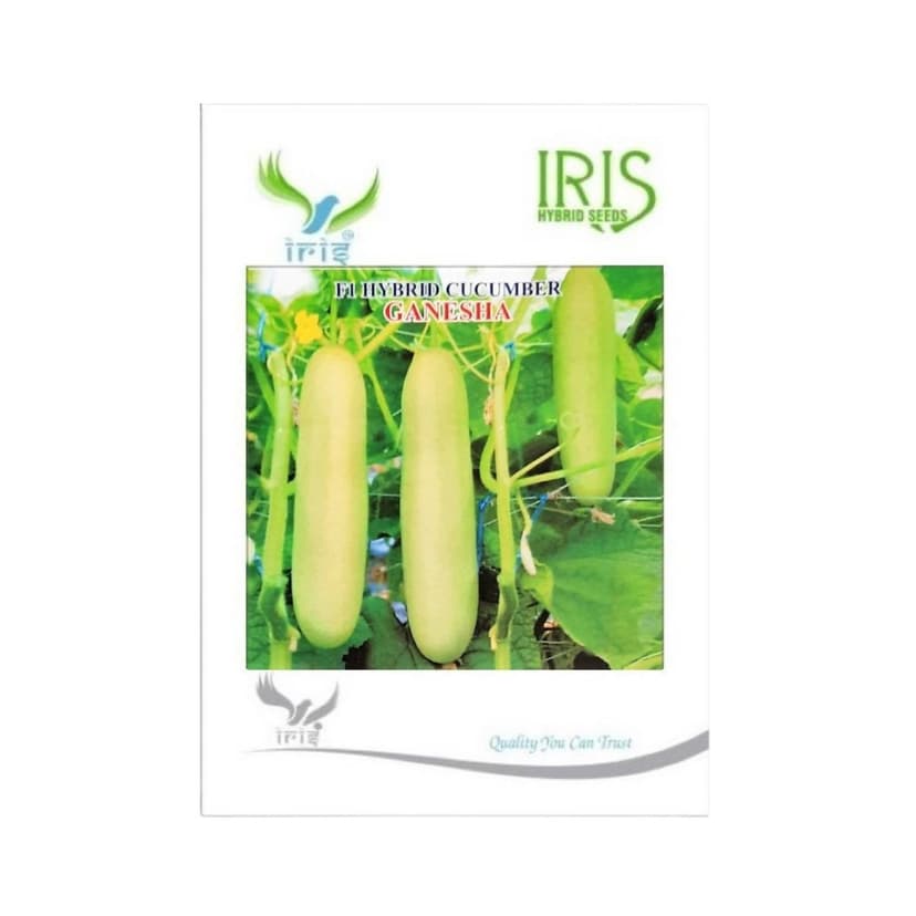 Hybrid Cucumber Ganesha Vegetable Seeds