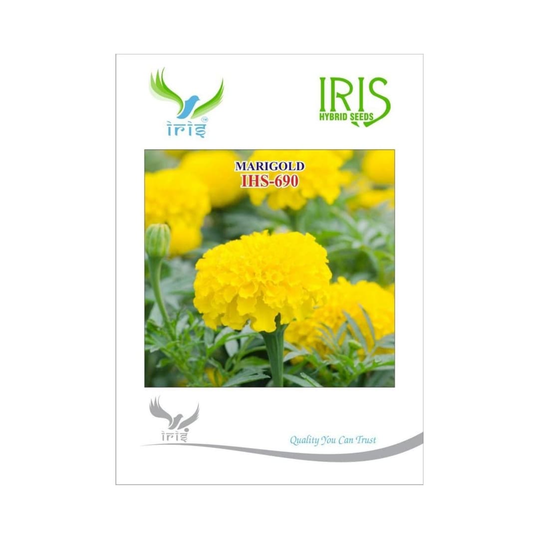 Hybrid Marigold Yellow IHS 690  Flower Seeds