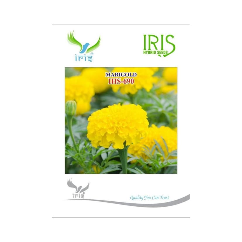 Hybrid Marigold Yellow IHS 690  Flower Seeds
