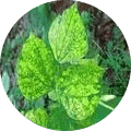Yellow Mosaic virus
