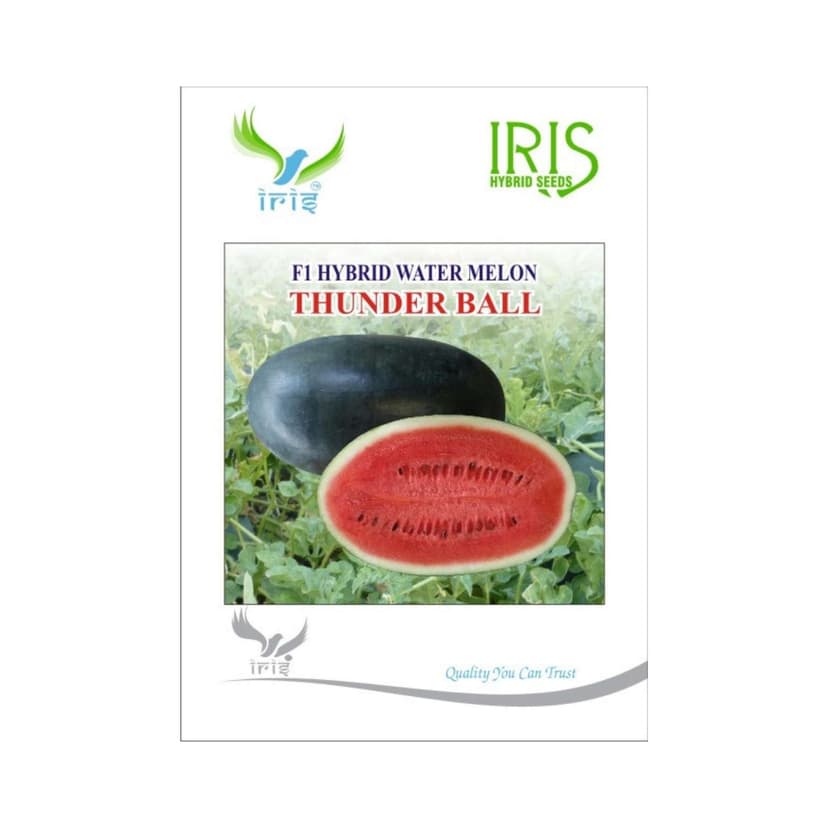 Hybrid Watermelon Thunder Ball Fruit Seeds
