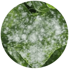 Powdery Mildew
