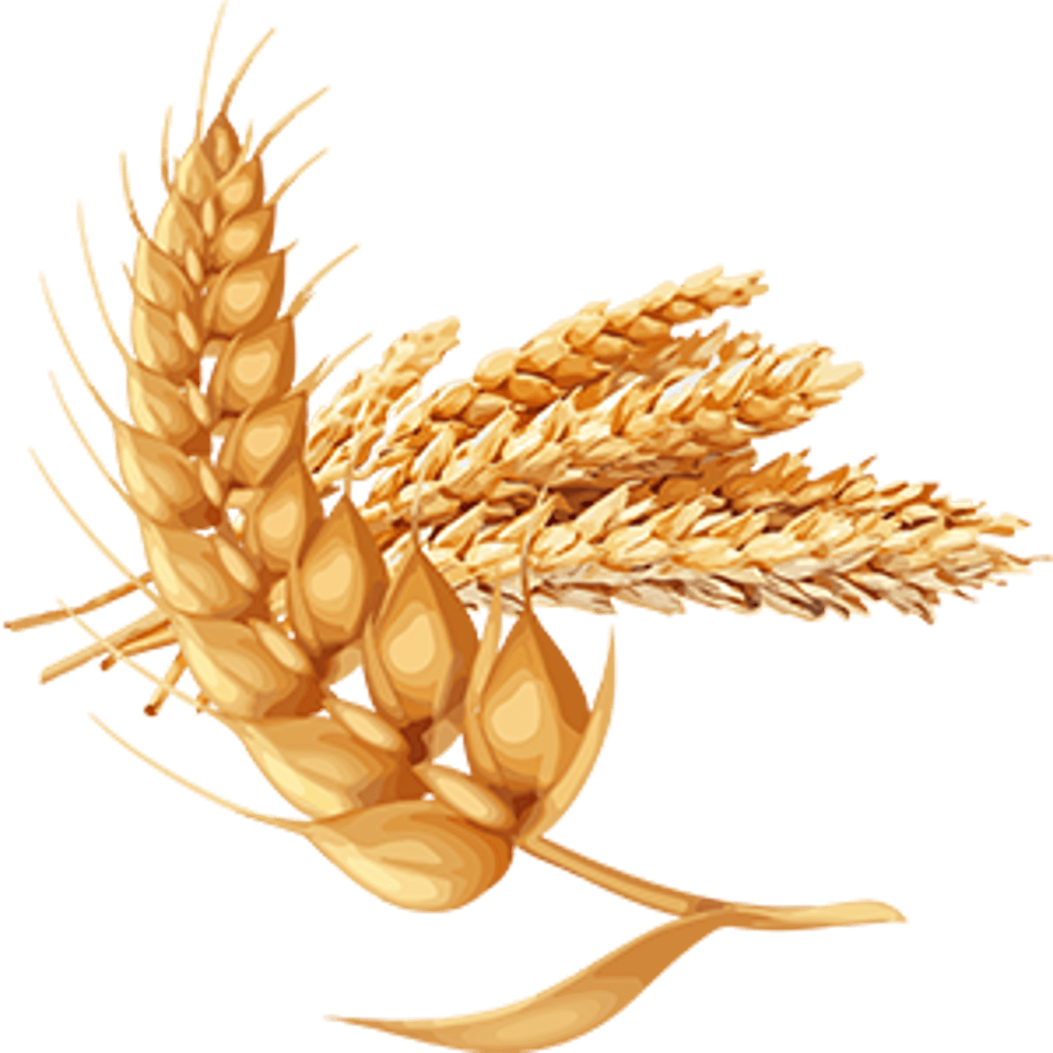 Wheat