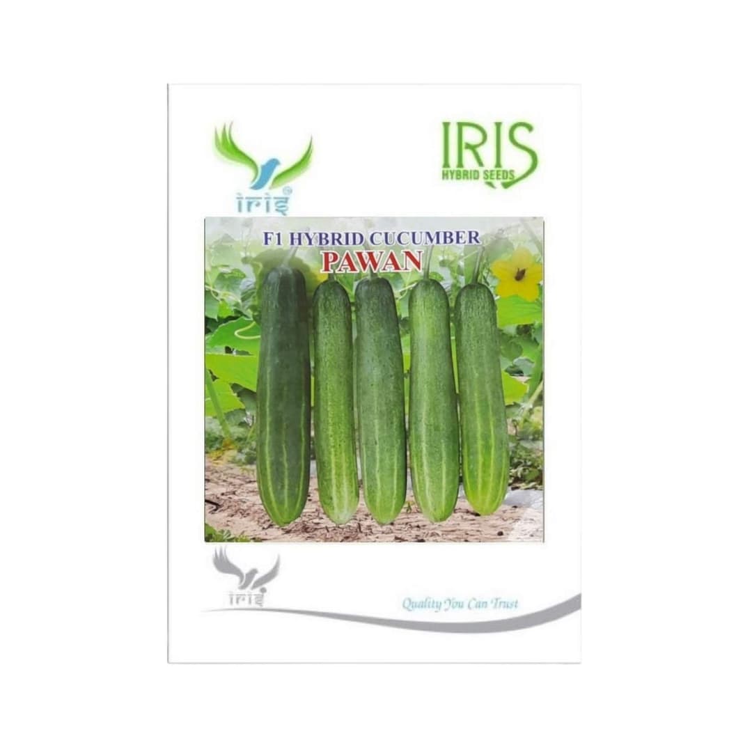 Hybrid Cucumber Pawan Vegetable Seeds
