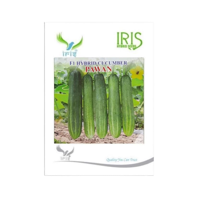 Hybrid Cucumber Pawan Vegetable Seeds