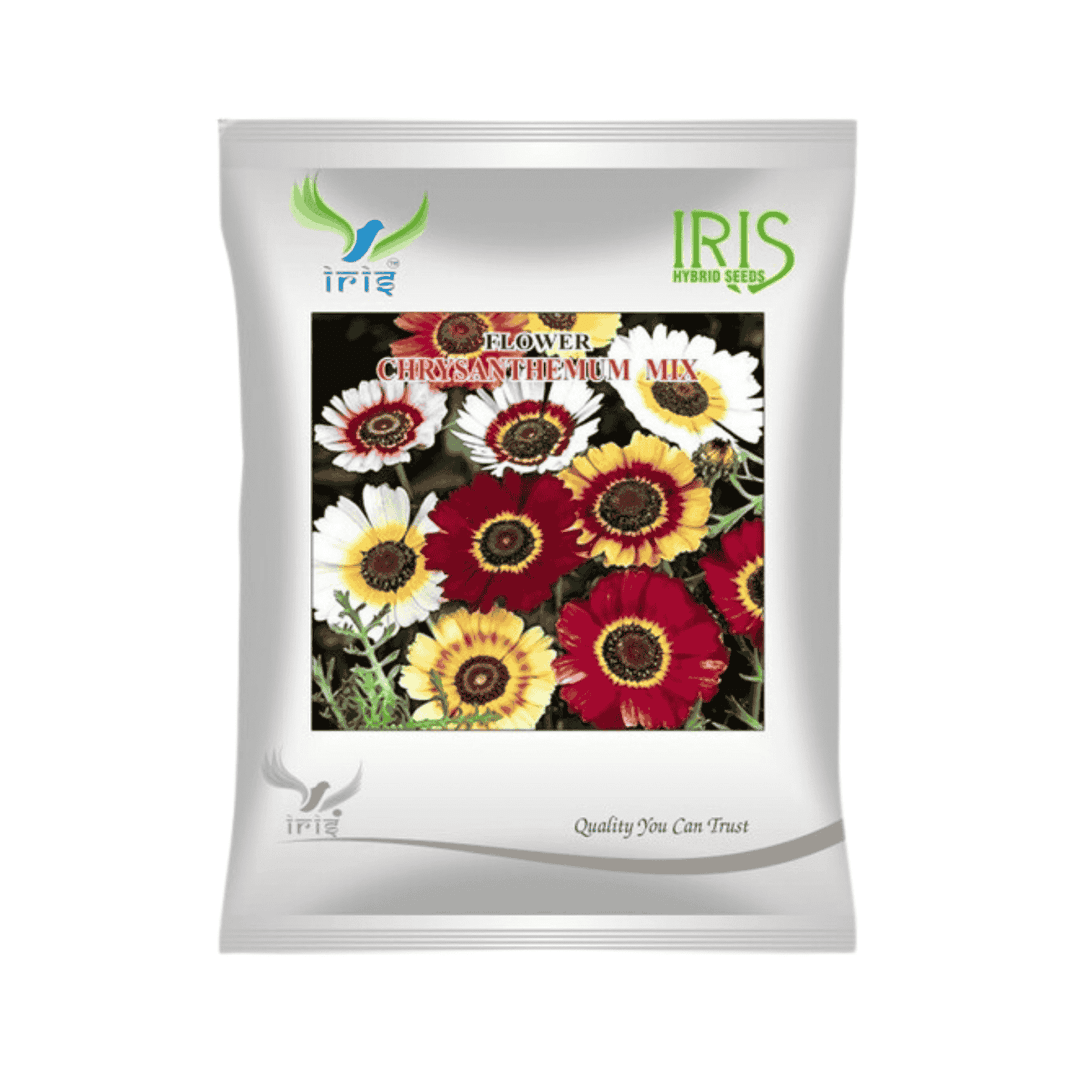 Chrysanthemum Carinatum Mix Flower Seeds (300 Seeds)