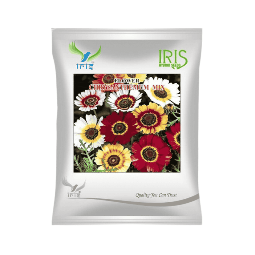 Chrysanthemum Carinatum Mix Flower Seeds (300 Seeds)