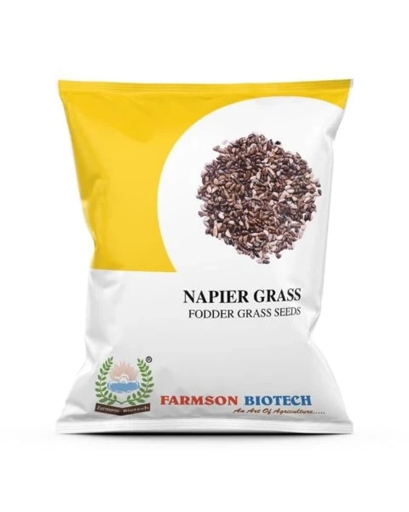 FODDER GRASS NAPIER GRASS