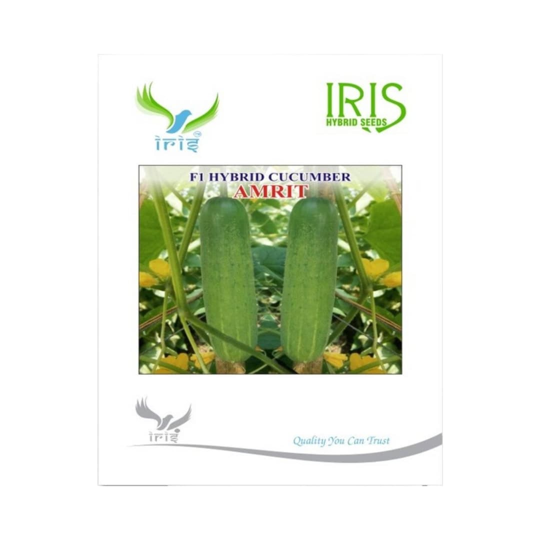 Hybrid Cucumber Amrit Vegetable Seeds