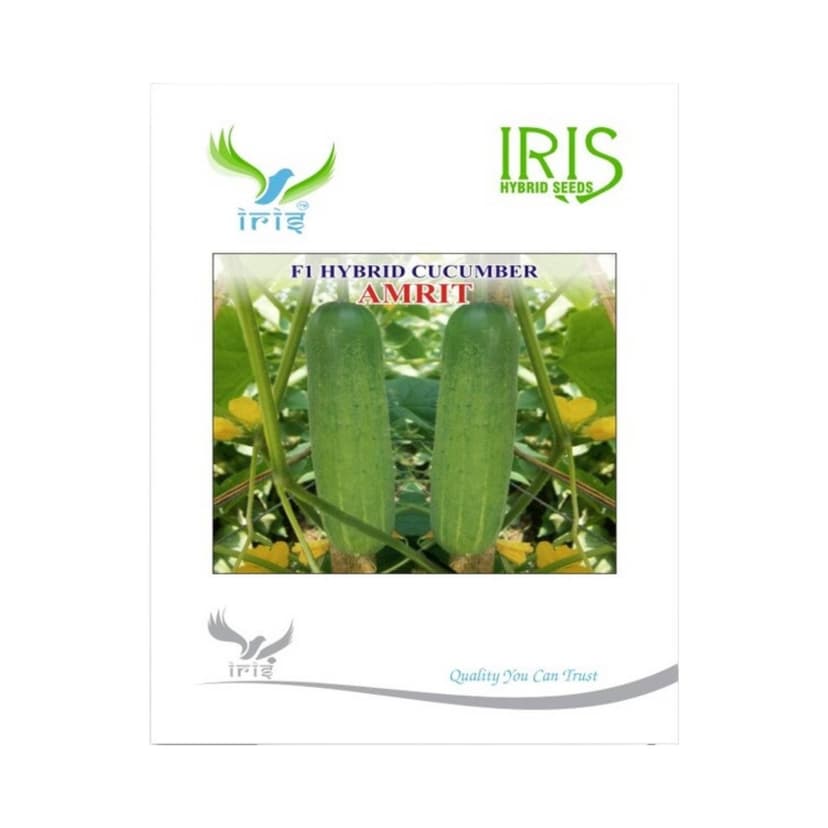 Hybrid Cucumber Amrit Vegetable Seeds