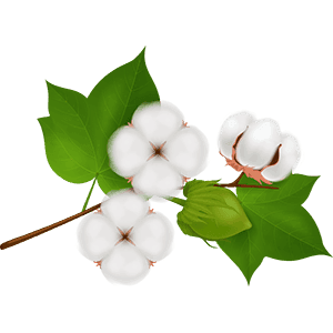 Cotton