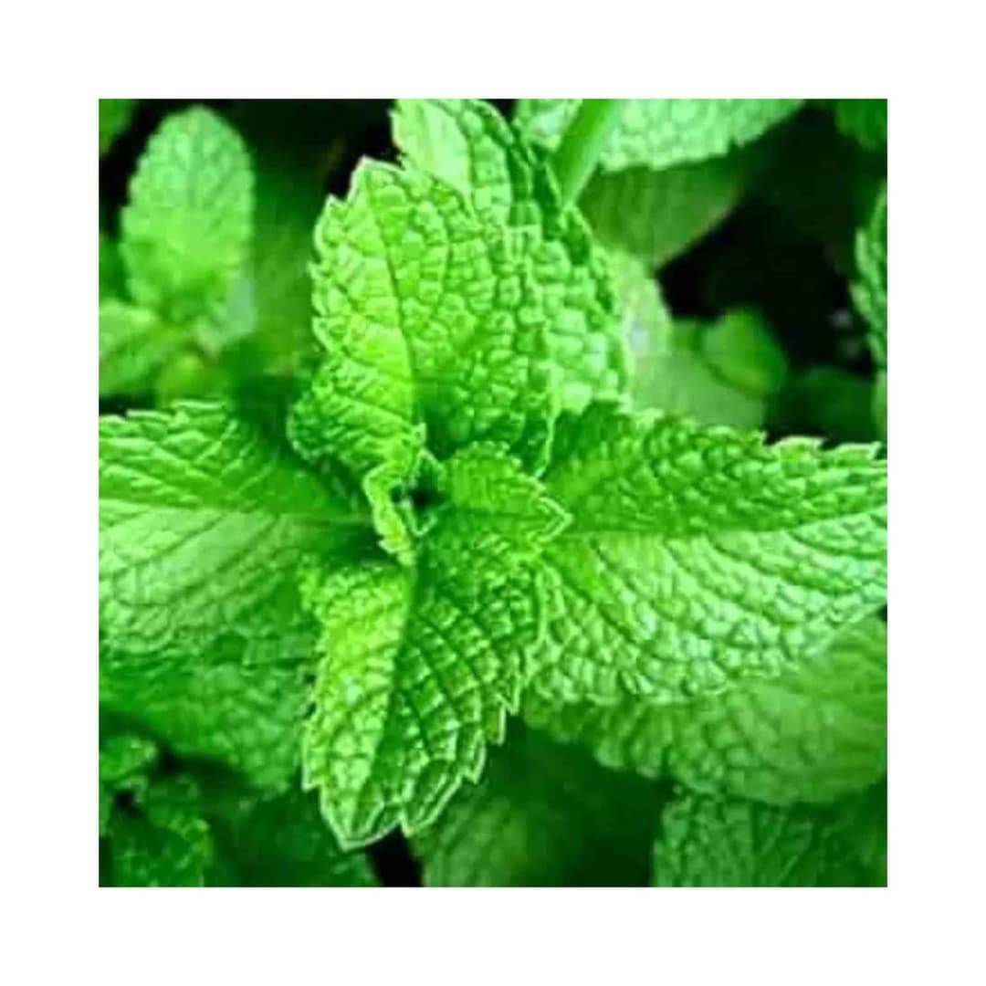 Hybrid Peppermint Herb Seeds