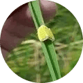 Rice Stem / Sheath rot