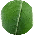 Mites