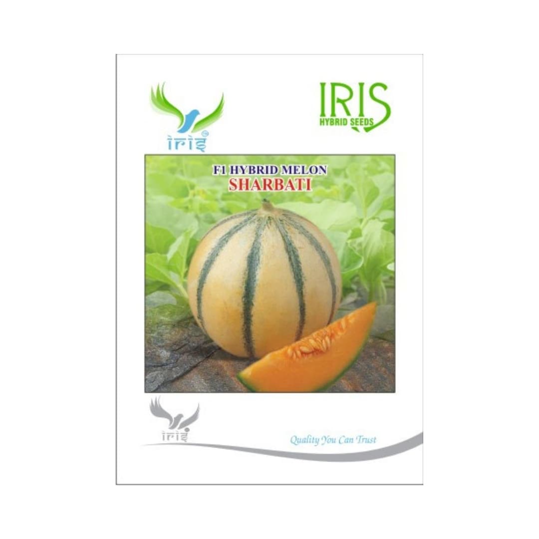 Hybrid Musk Melon Sharbati Fruit Seeds