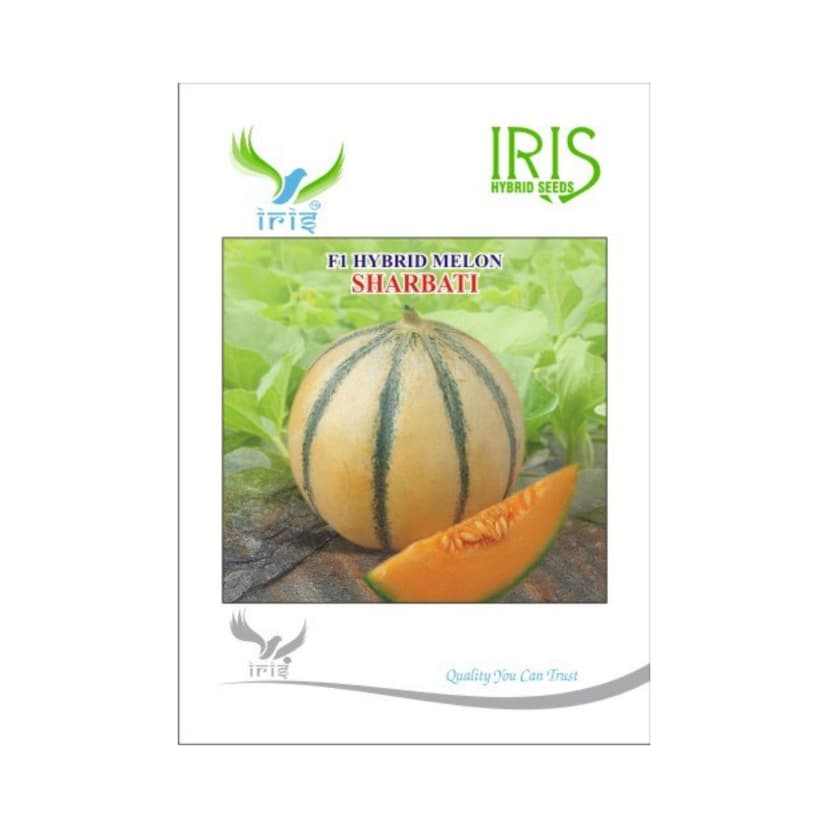 Hybrid Musk Melon Sharbati Fruit Seeds