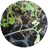 Damping Off/ Seedling Blight